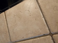 Ants