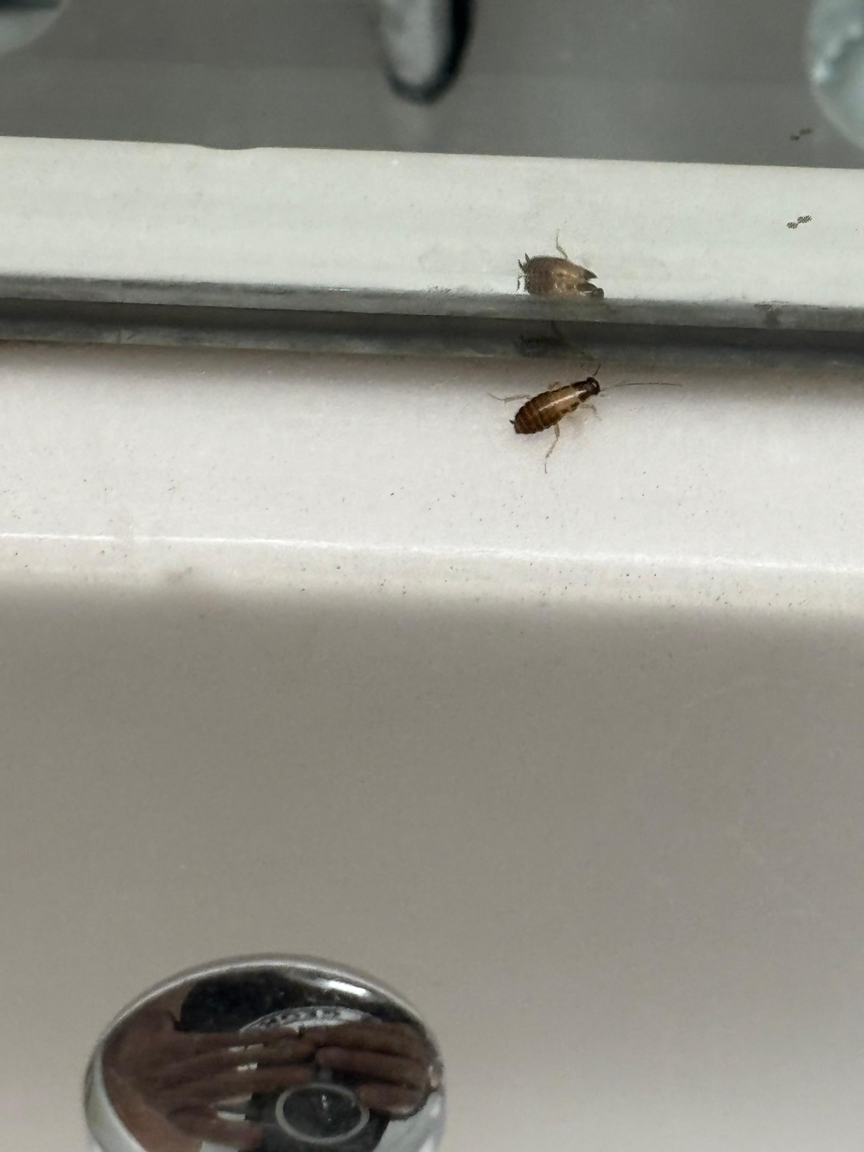 Cockroach