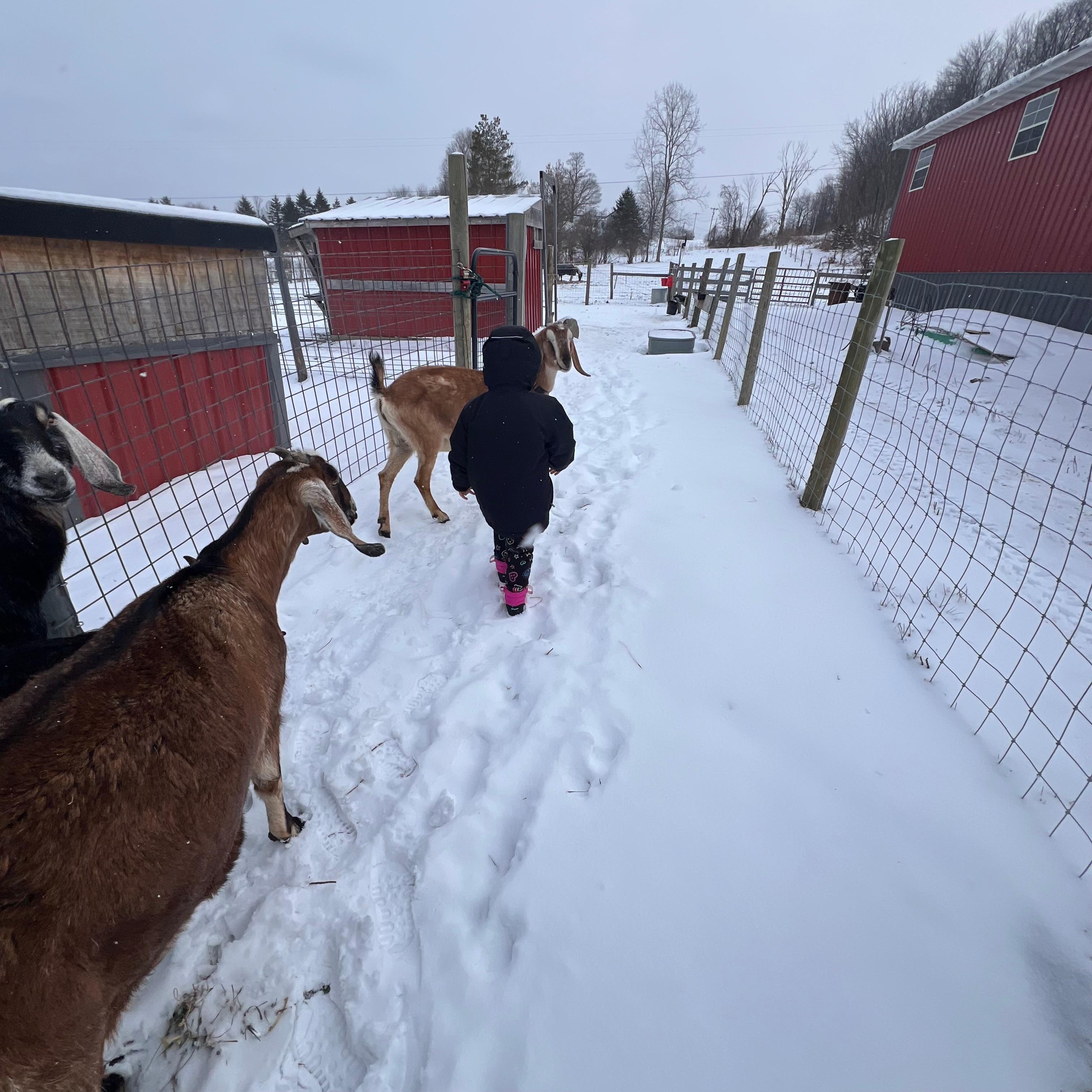 Walking with the goats