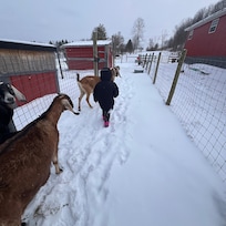 Walking with the goats