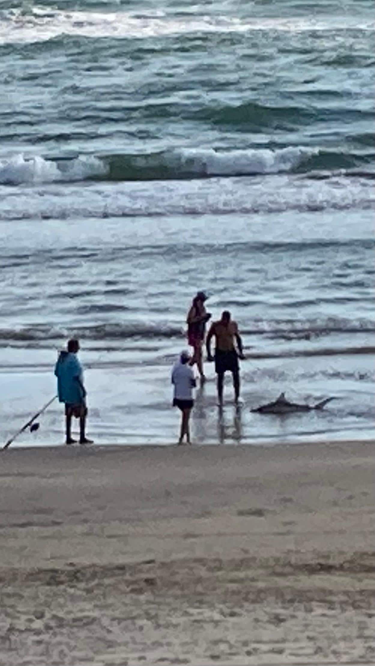 Shark caught 1st day by local fisherman, 4.5 ‘.  Beach very clean and monitored, no tar, 
