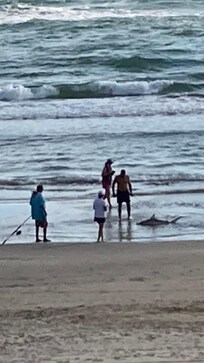 Shark caught 1st day by local fisherman, 4.5 ‘. Beach very clean and monitored, no tar,