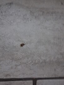 Bugs