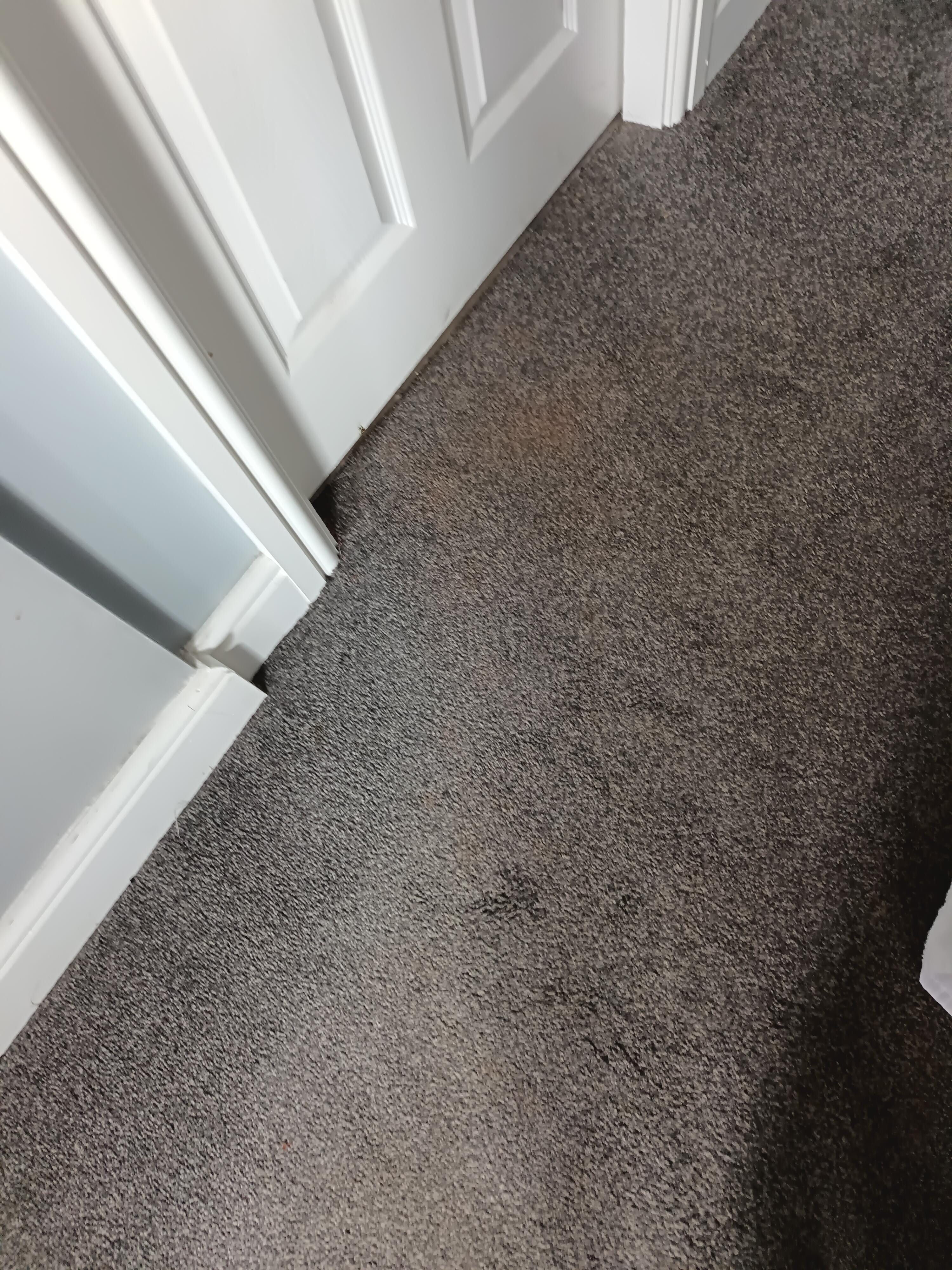 Carpet condition