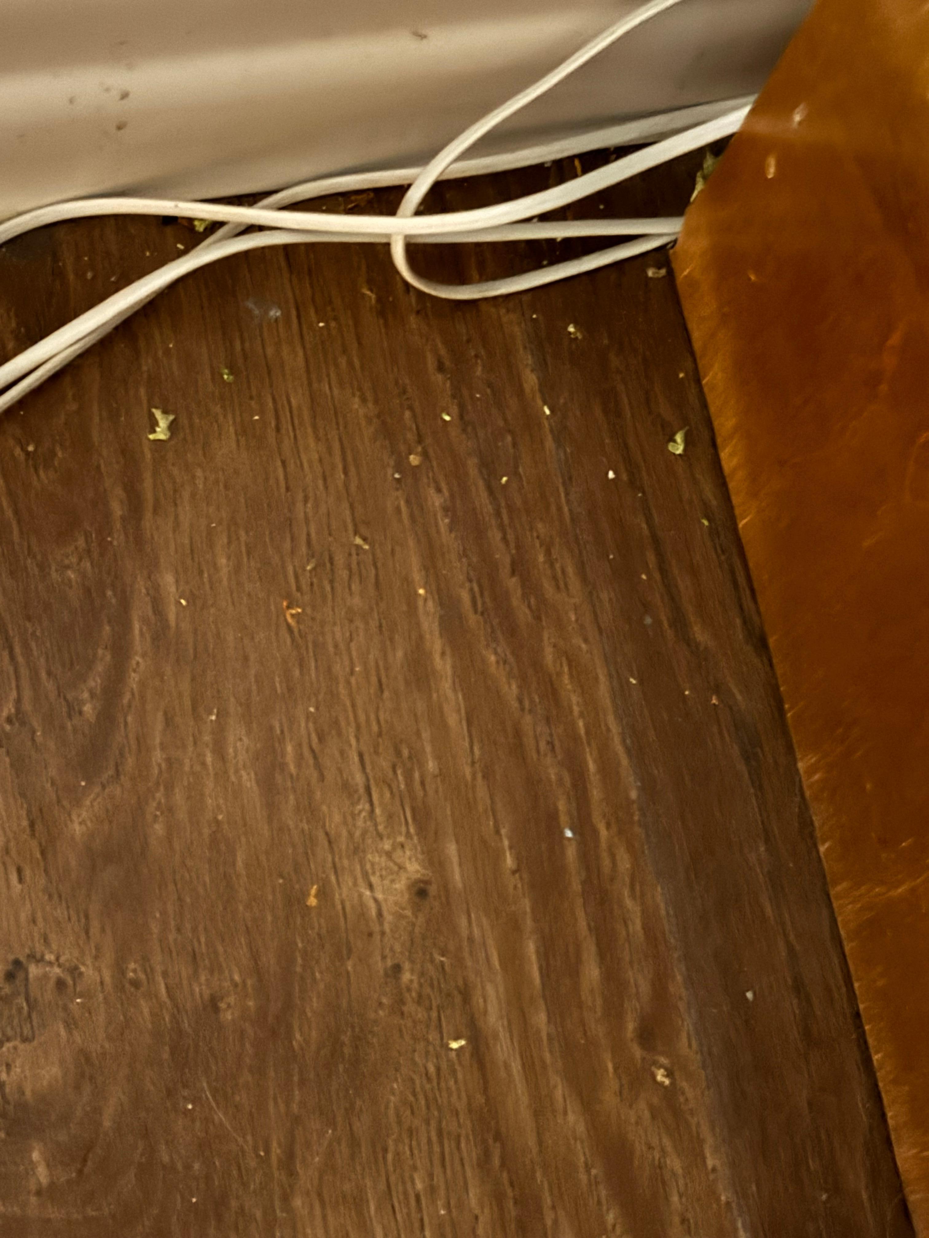 It was like they hadn’t vacuumed in a year