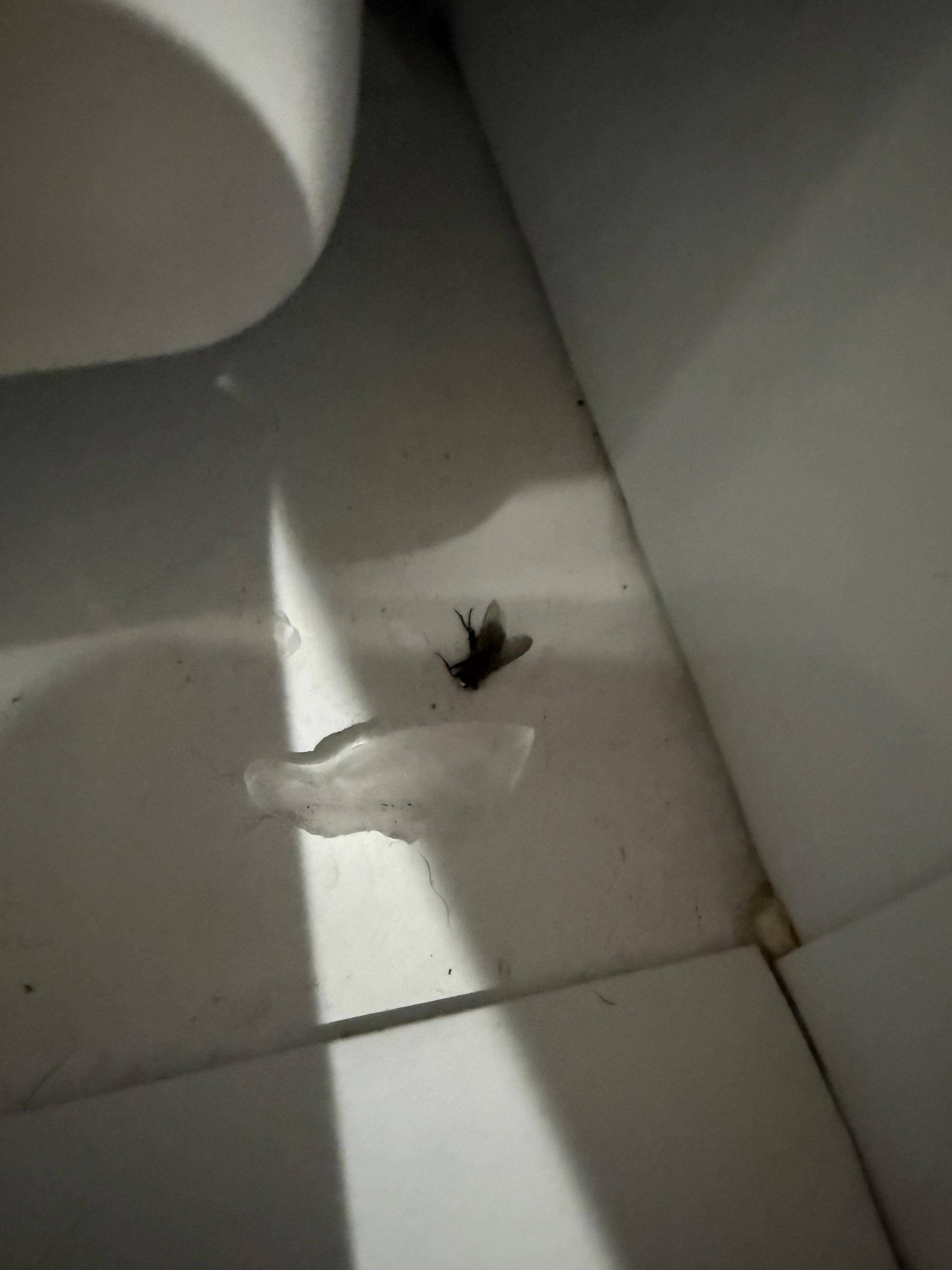 Dead fly in the freezer