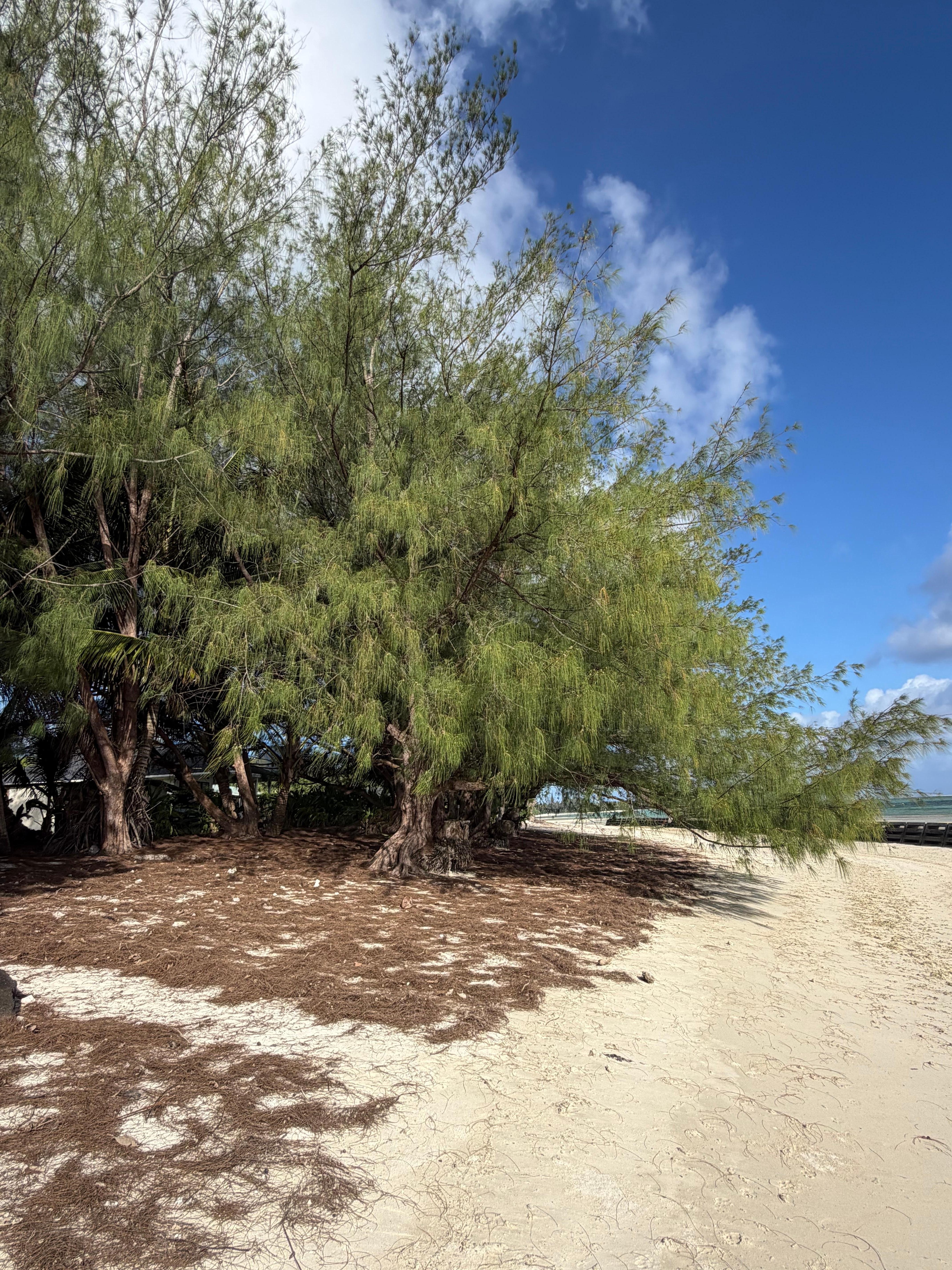 Beach in front of the house. 