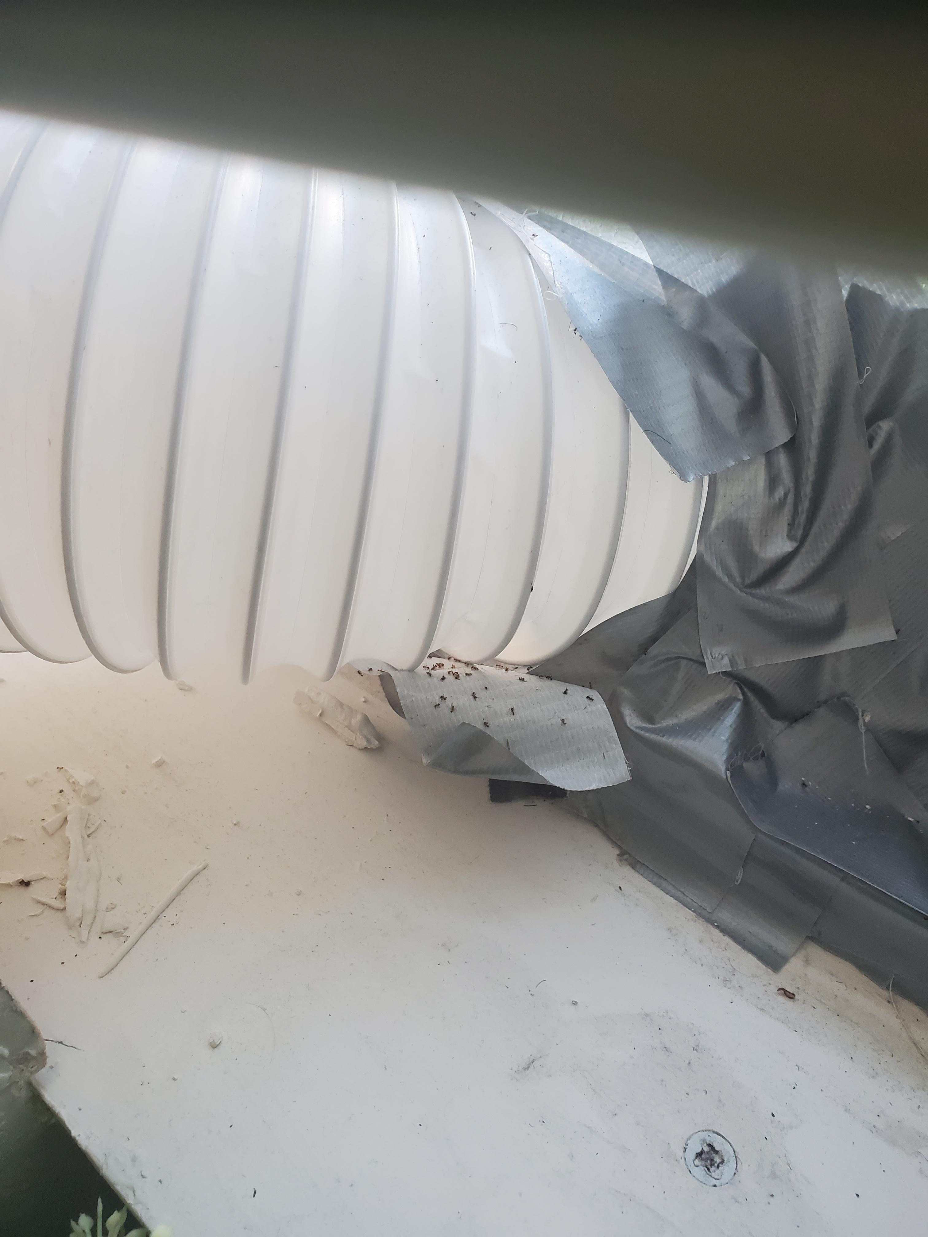 bugs on tape used to divide rooms in window