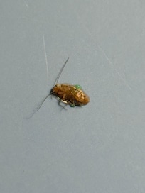Roaches in bathrooms