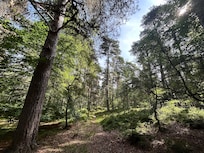 The wooded walk to the river Spey