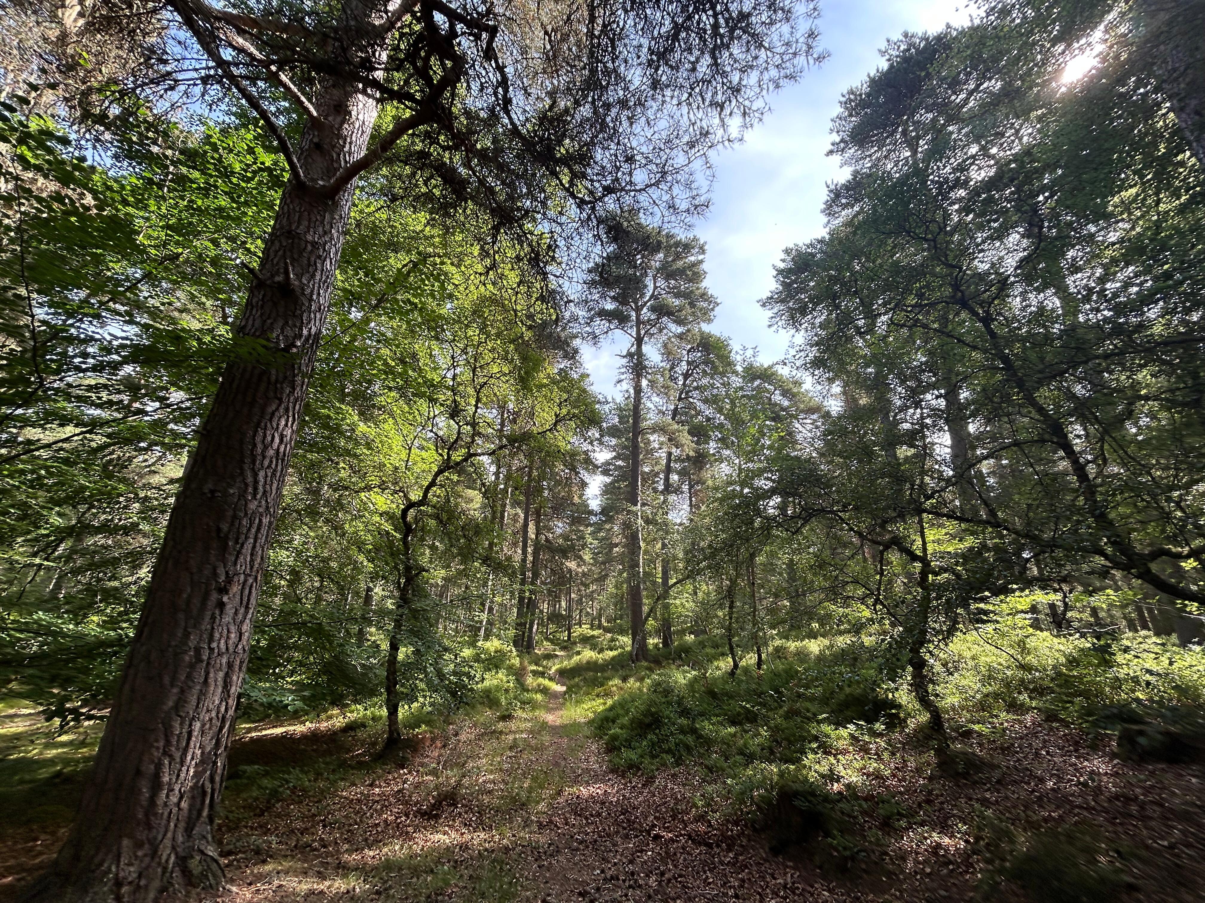 The wooded walk to the river Spey
