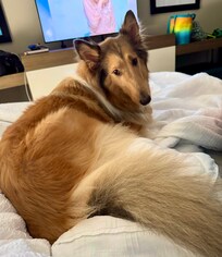 Our dog enjoyed her stay! It’s very nice to be able to travel with her.
