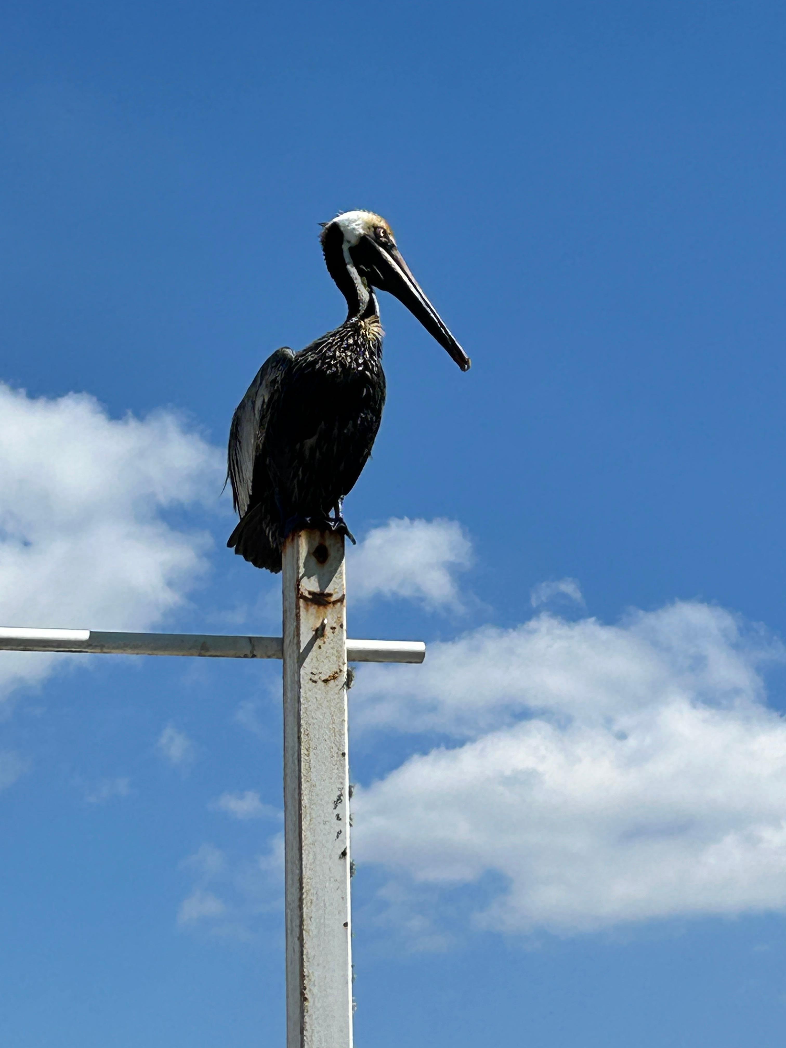 Pelican at Lynn’s in eastpoint