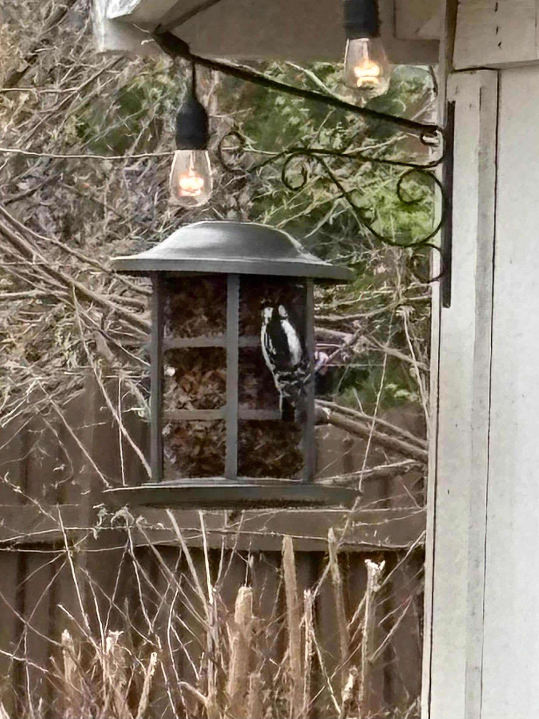 Relaxing bird watching!