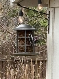 Relaxing bird watching!