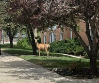 Deer outside of my son's soon to be dorm