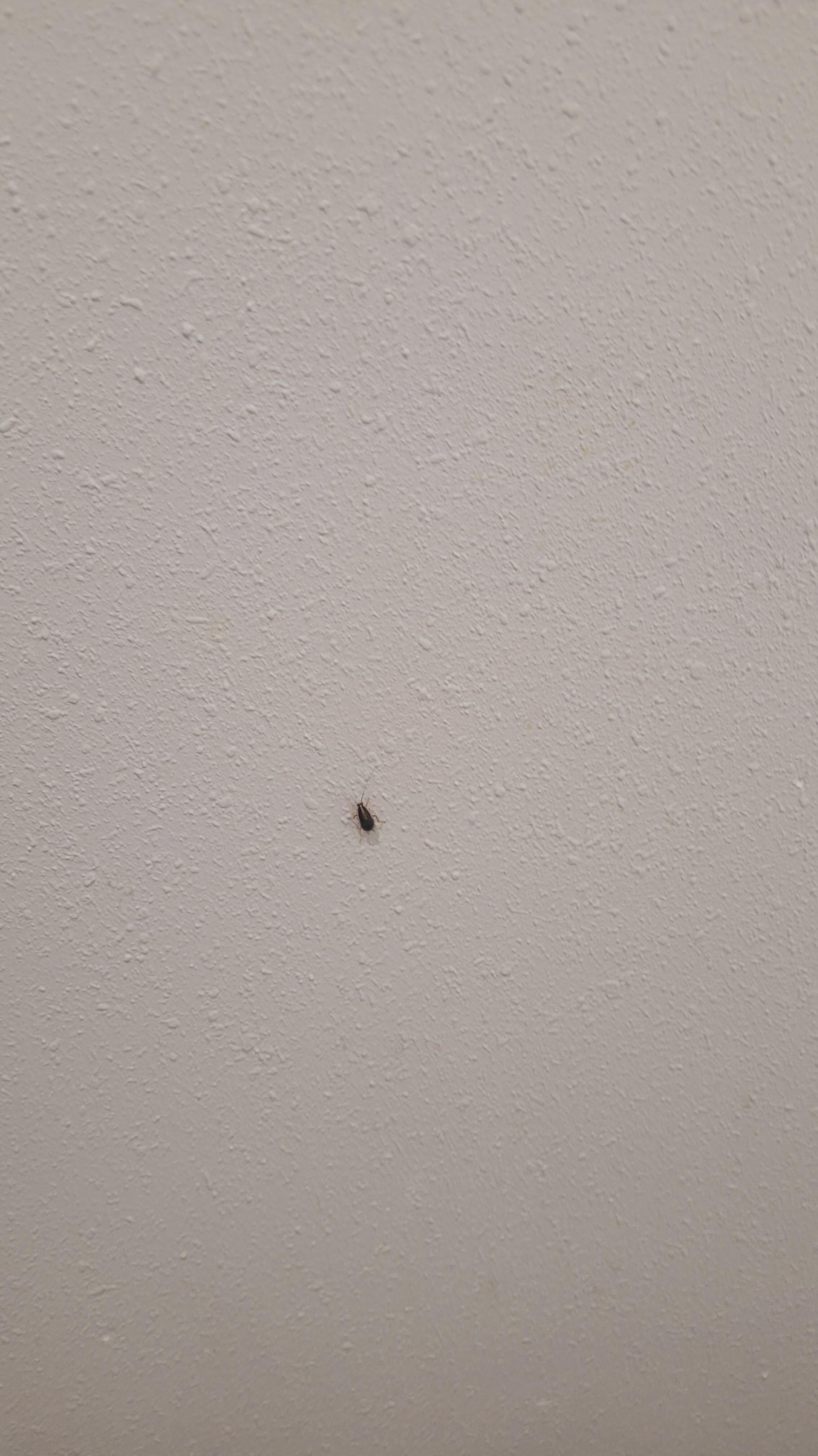 Roach in the bathroom 