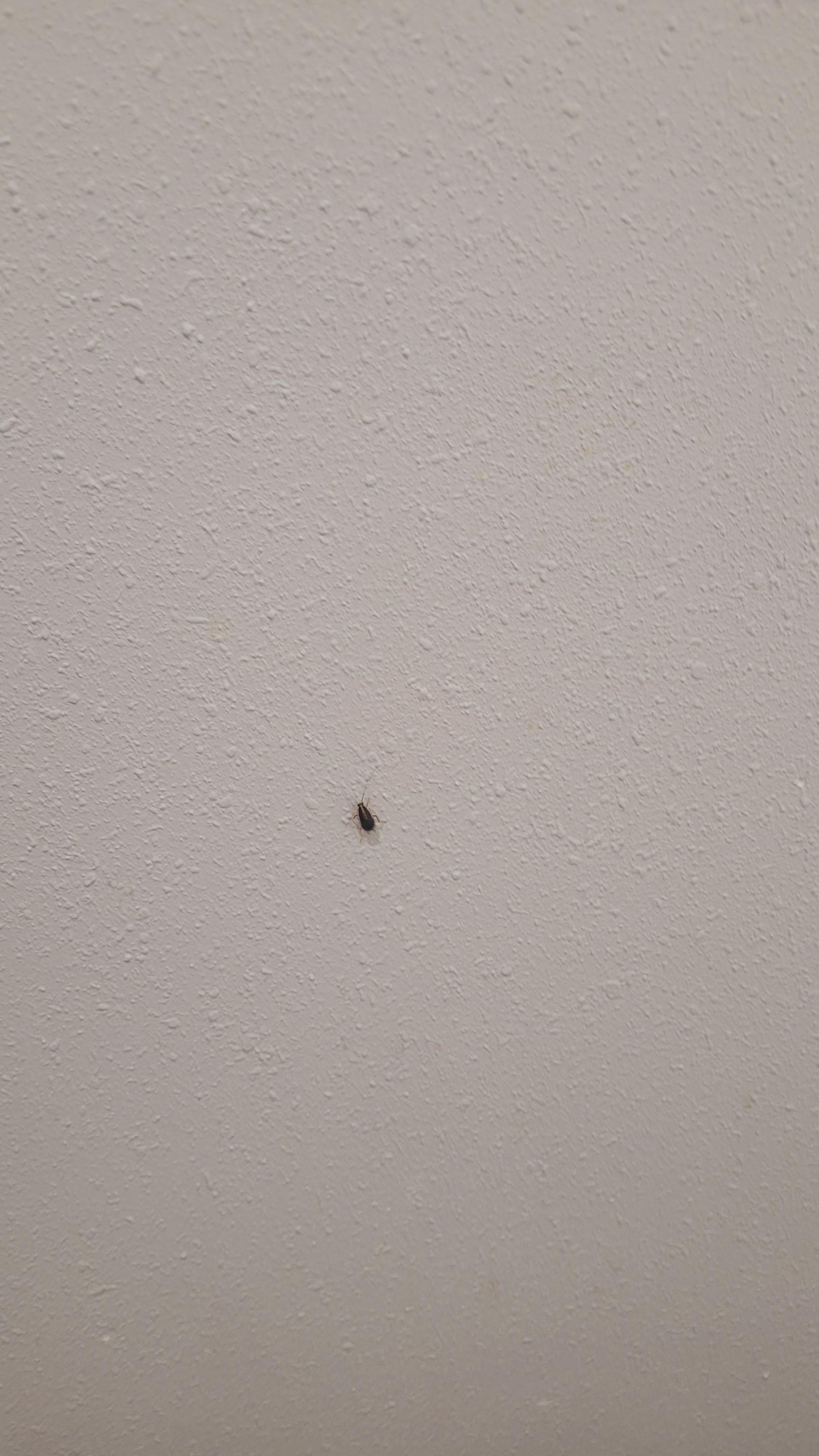 Roach in the bathroom