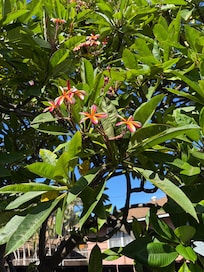 Beautiful Plumeria Tree