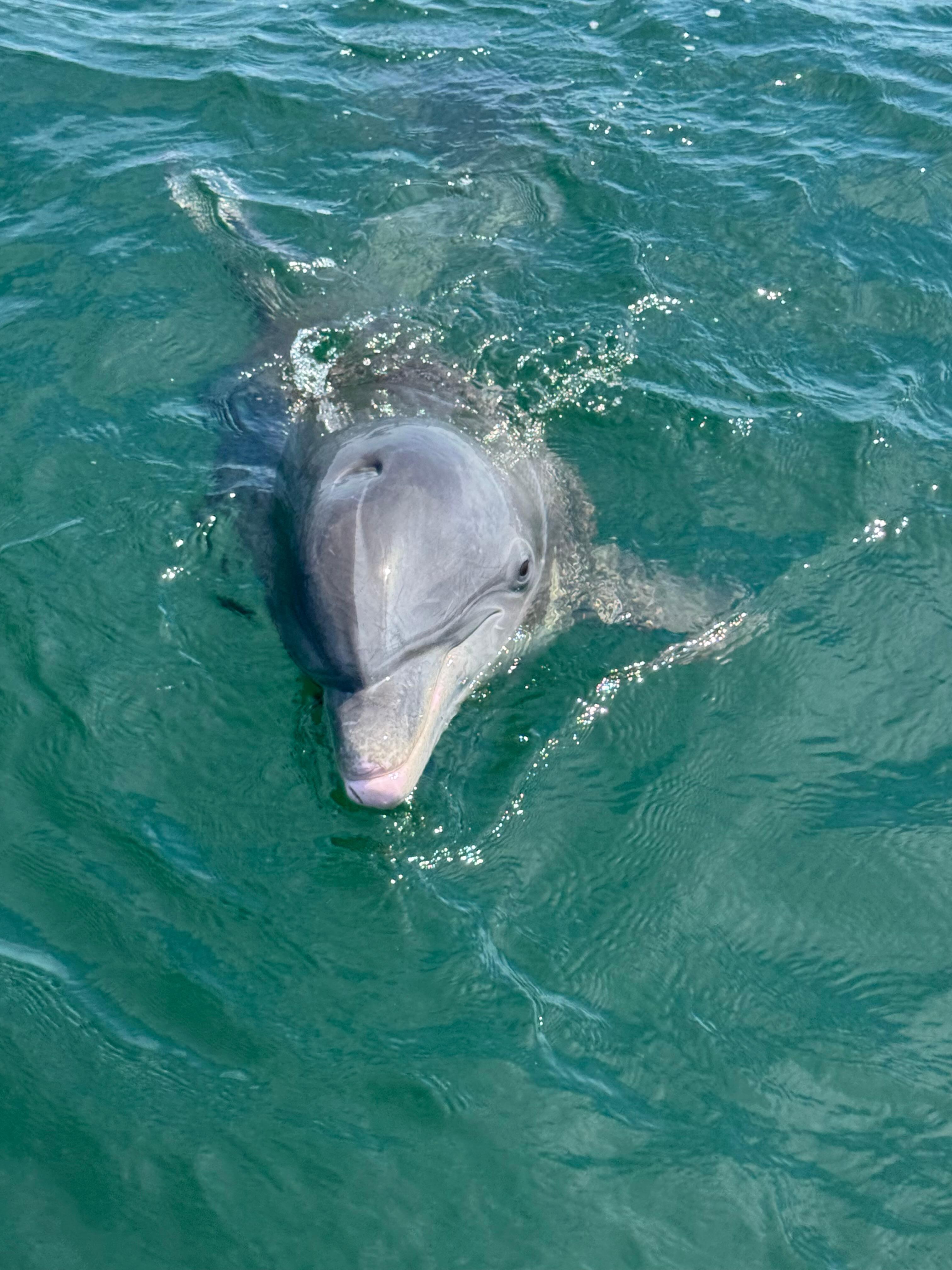 Our first visitor to our boat