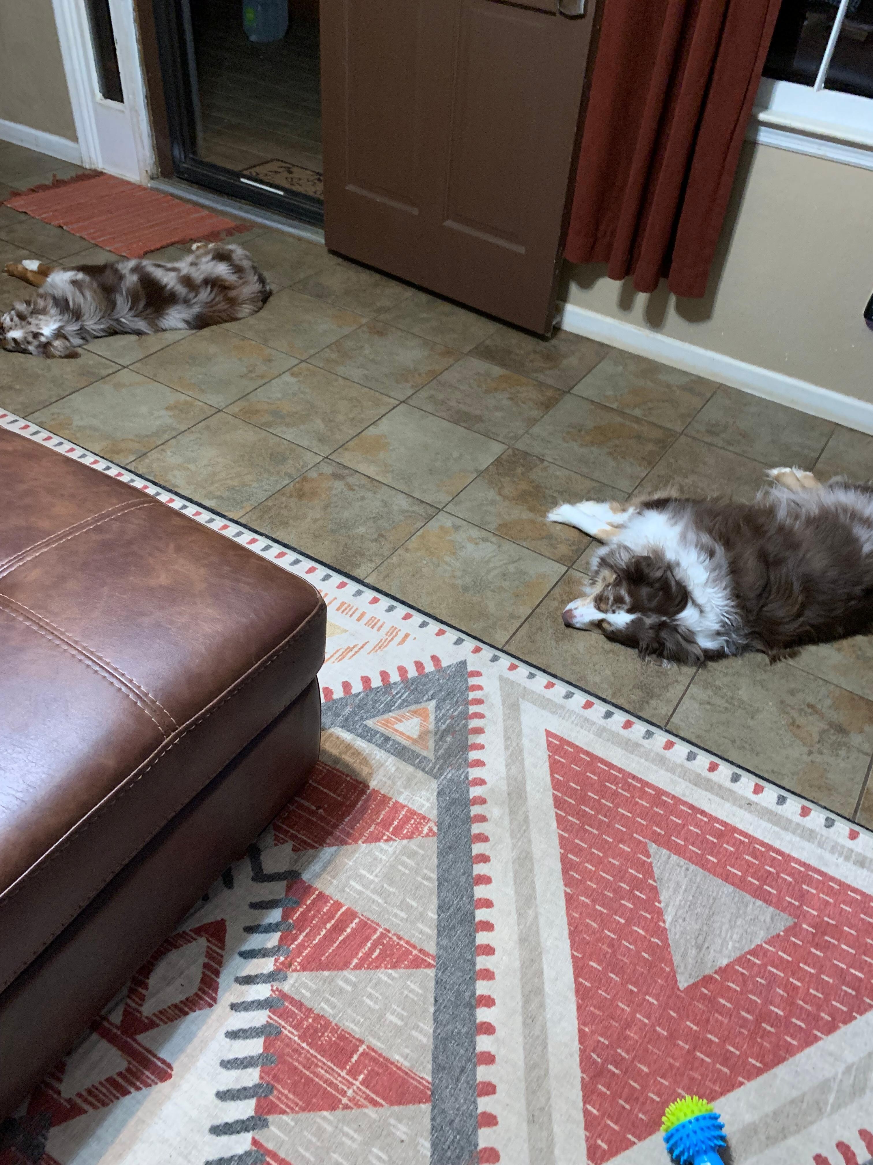 Dogs were very happy