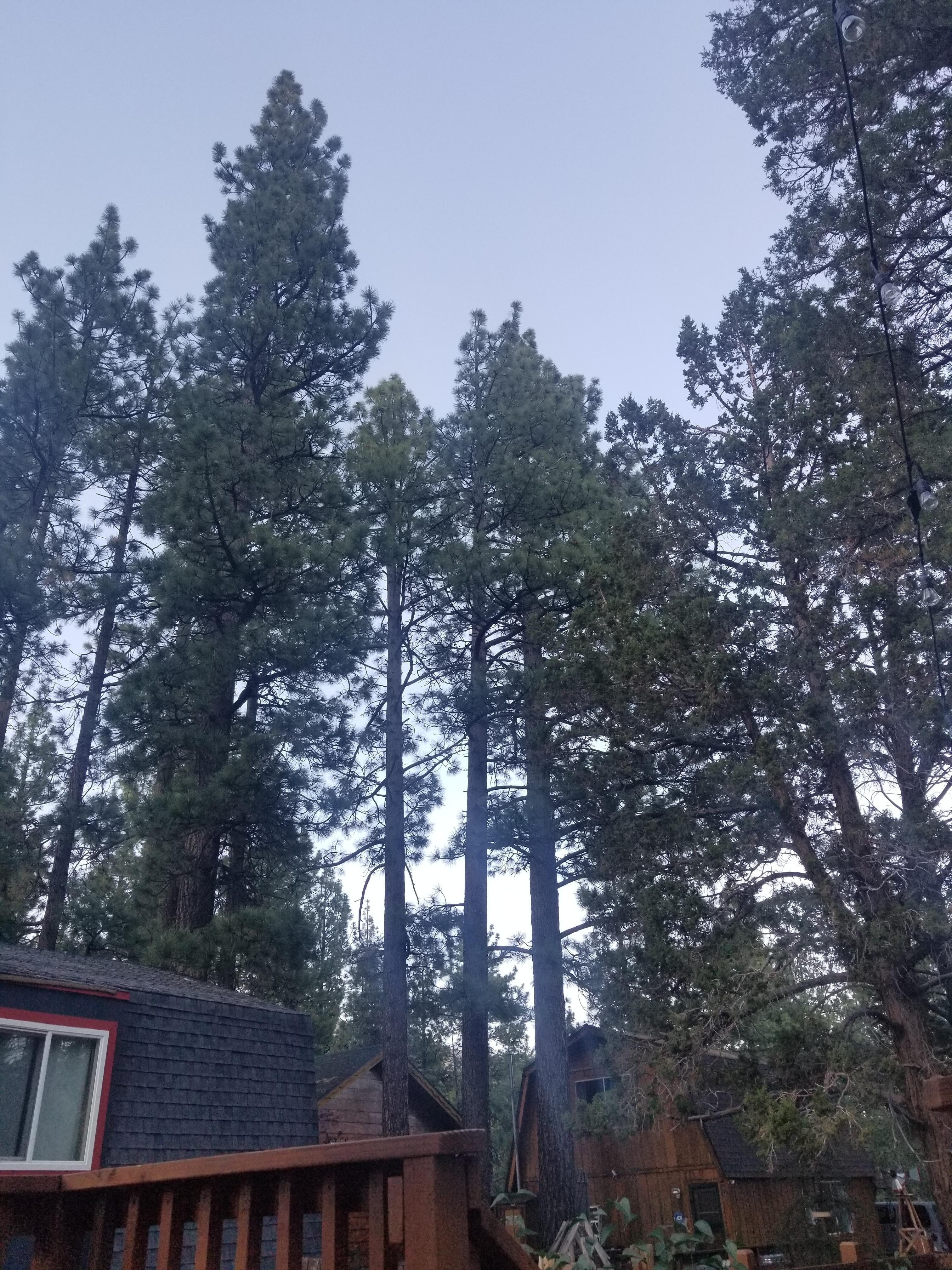 Big trees & cute neighborhood