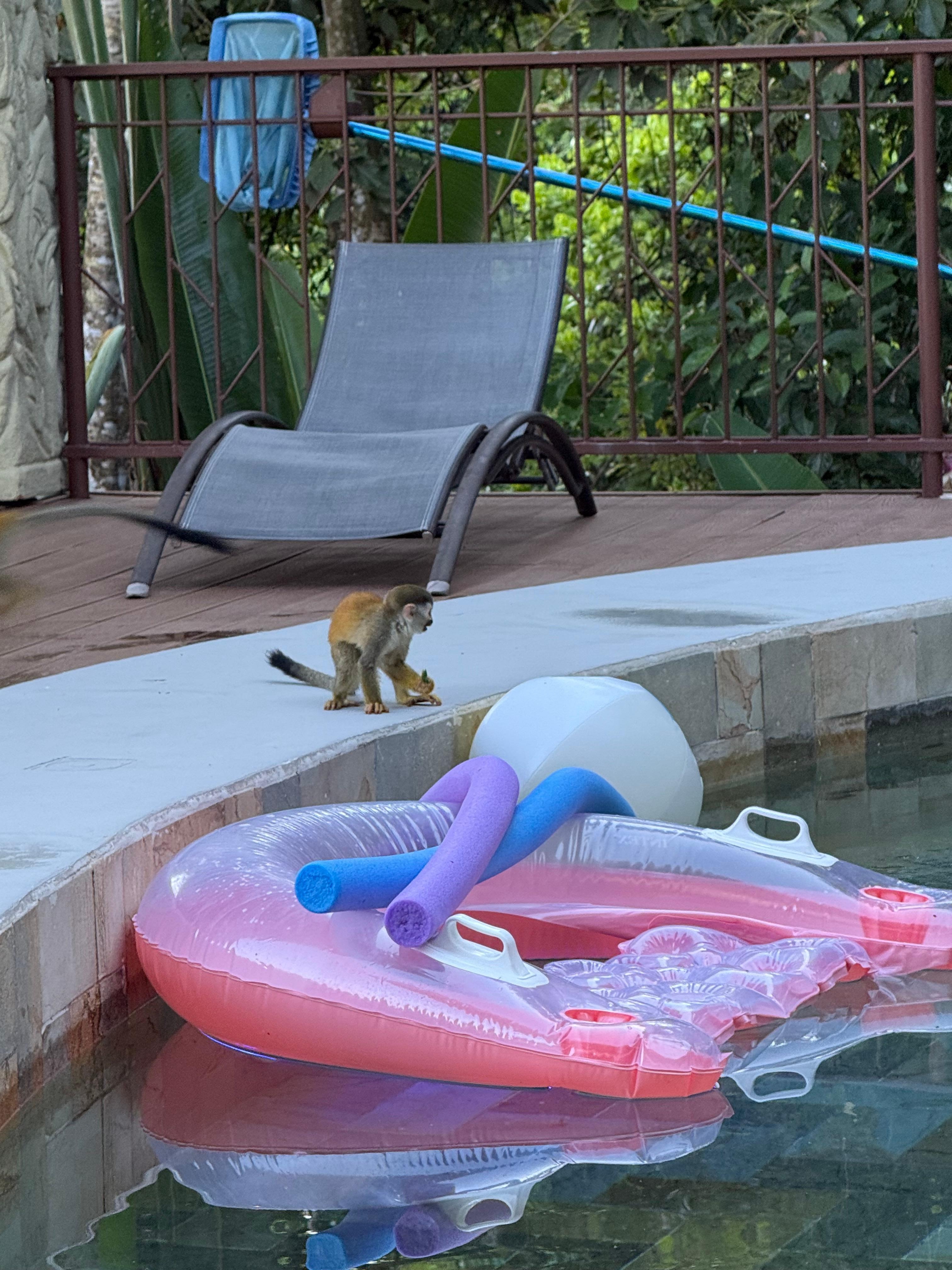 A visit from the squirrel monkeys