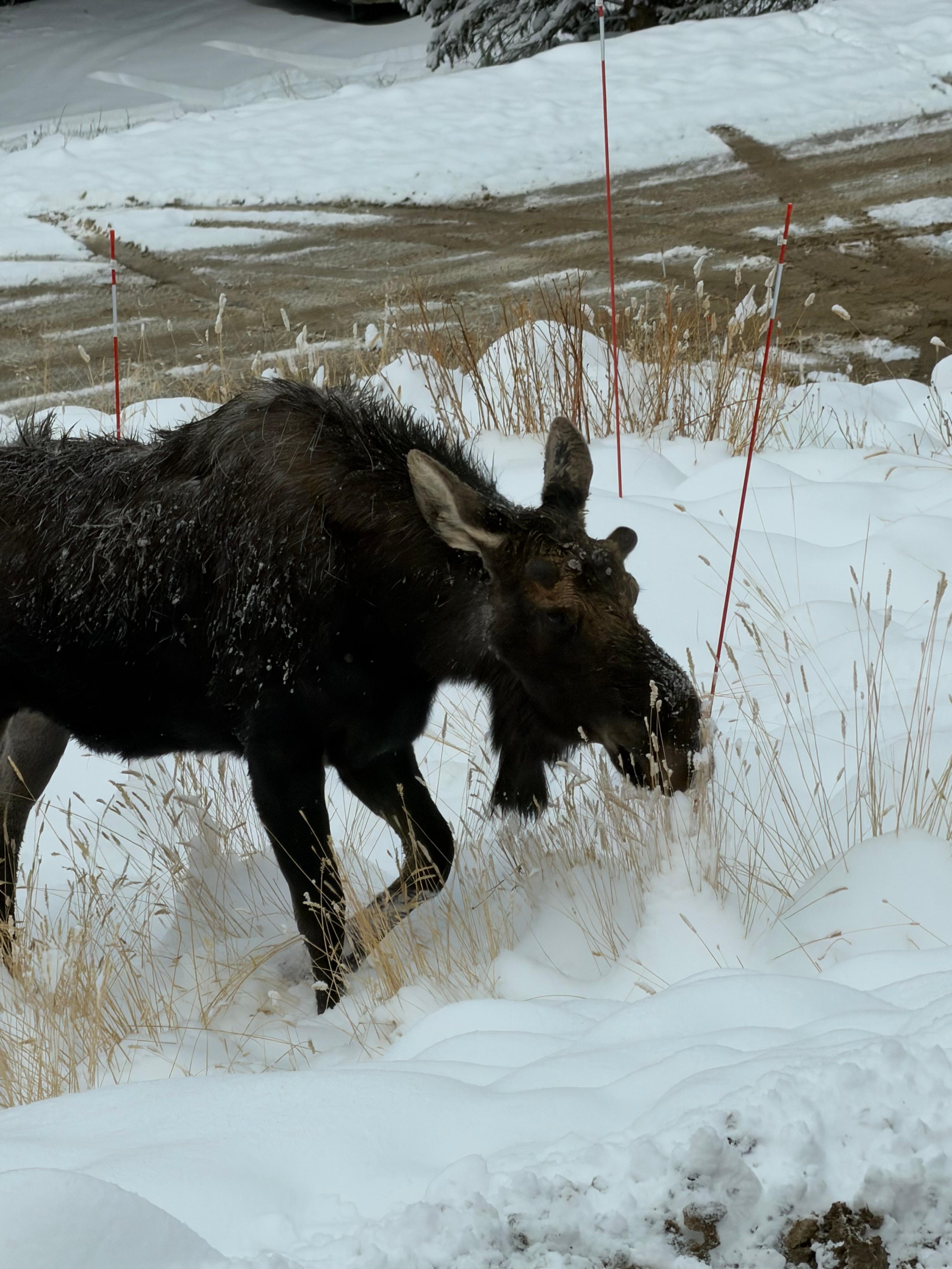 One of our large visitors! : ) 