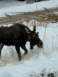 One of our large visitors! : )