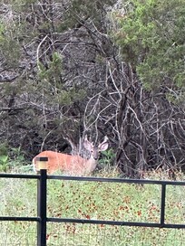 Backyard of the house.