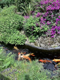 Graeme Hall Nature Sanctuary - packets of fish food and bird food included in admission.