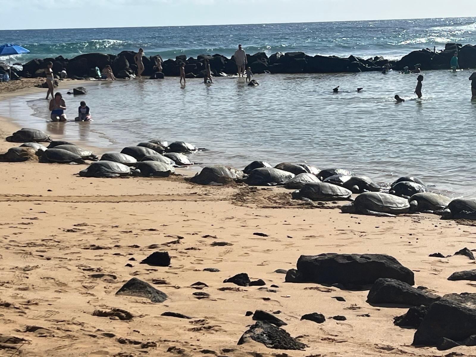 Turtles at Poipu Beach