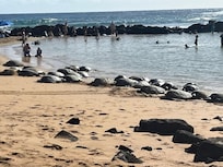 Turtles at Poipu Beach
