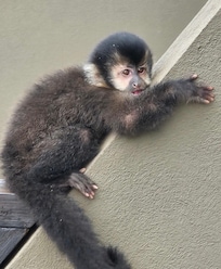 Baby monkey on our balcony.