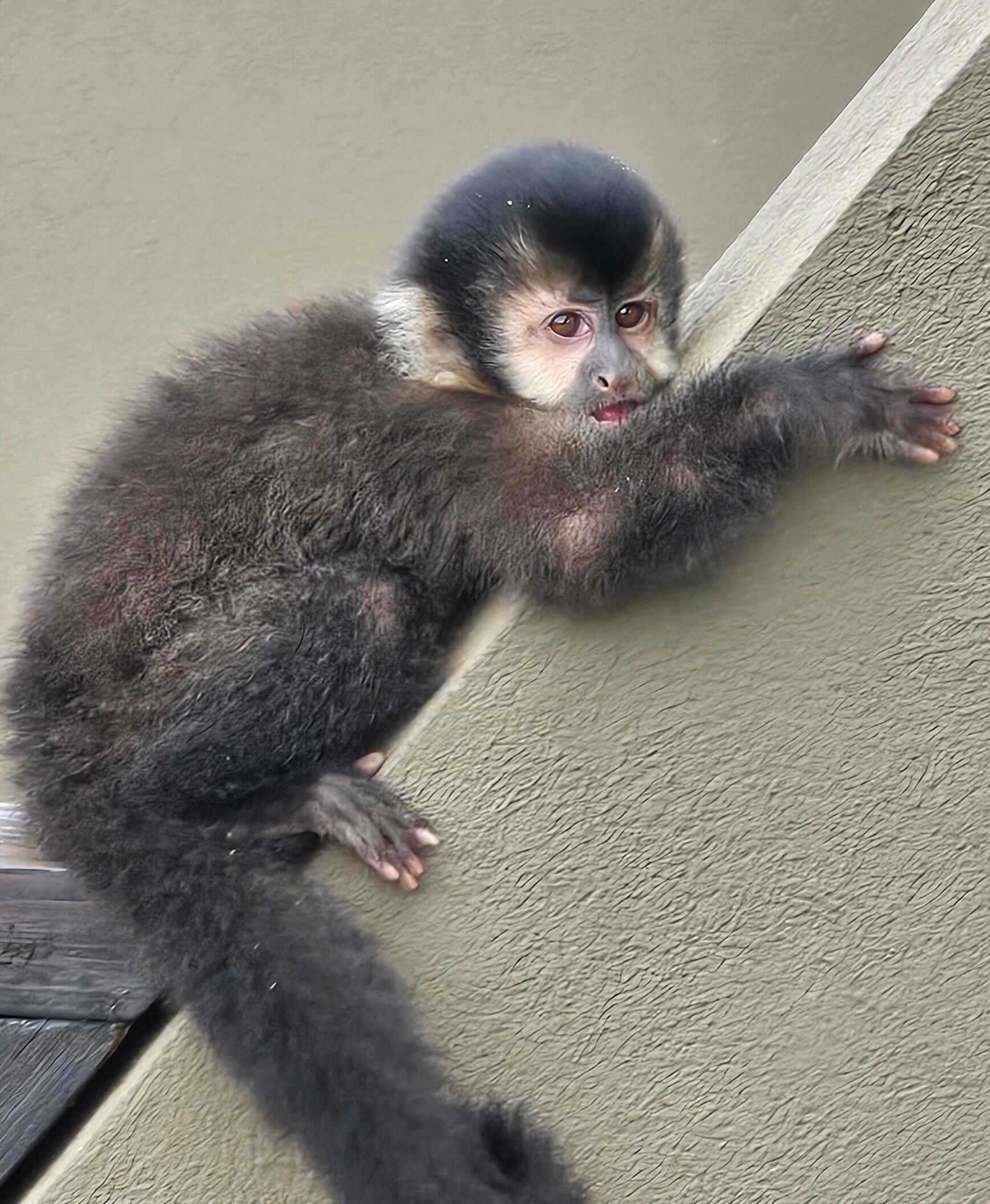 Baby monkey on our balcony.