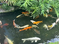 Entry koi pond