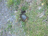 This momma was labouring hard to dig her nest.