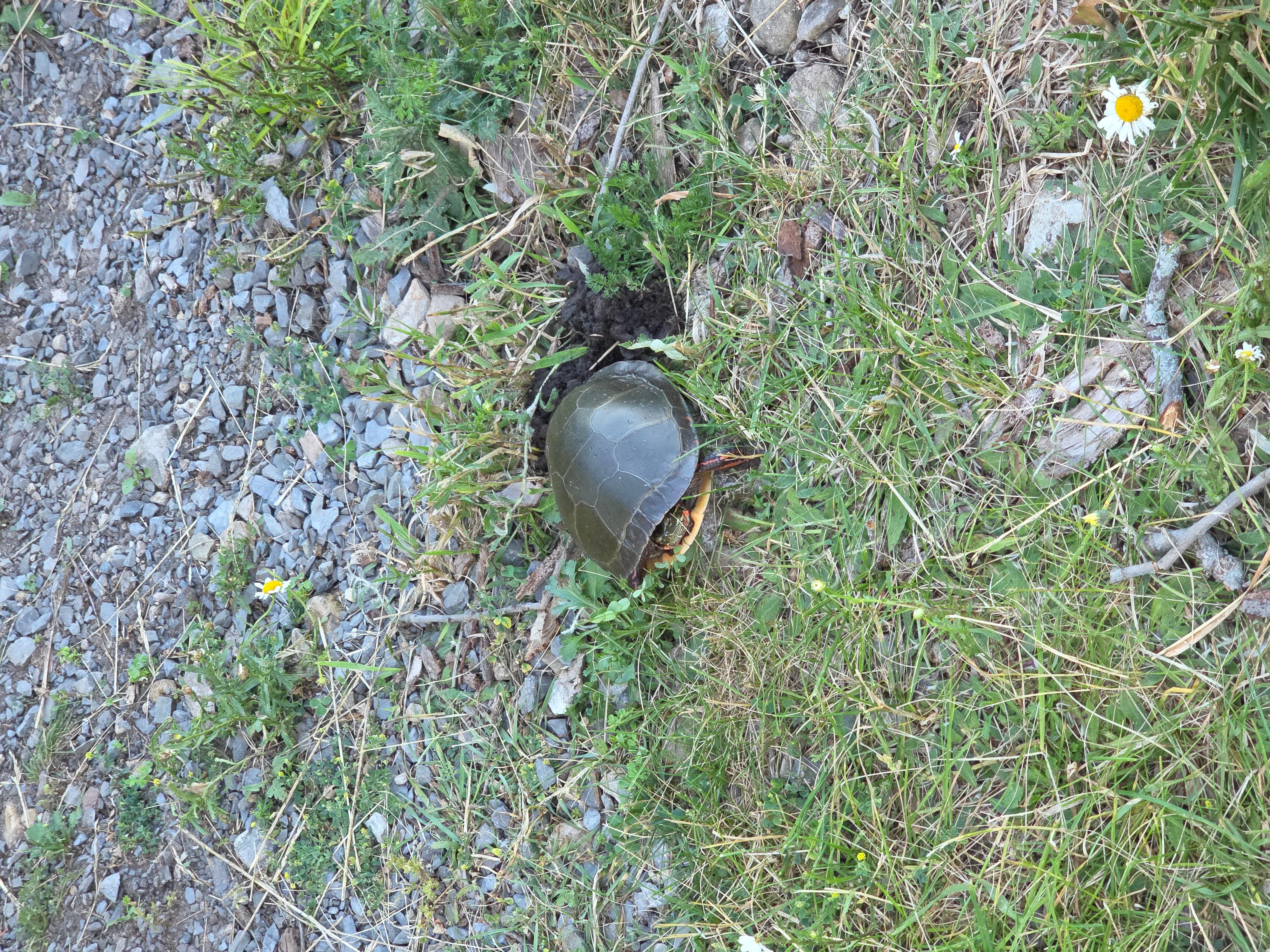 This momma was labouring hard to dig her nest. 