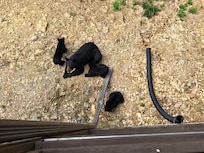 Momma and babies