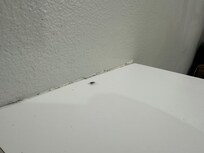 Some of the cockroaches we encountered (some alive, some dead).