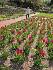 The tulips were past their Prime due to the hot weather but the green houses were AMAZING.