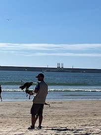 A random person on the beach with his bird