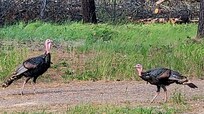 Frequent wildlife visitors included wild turkeys and deer