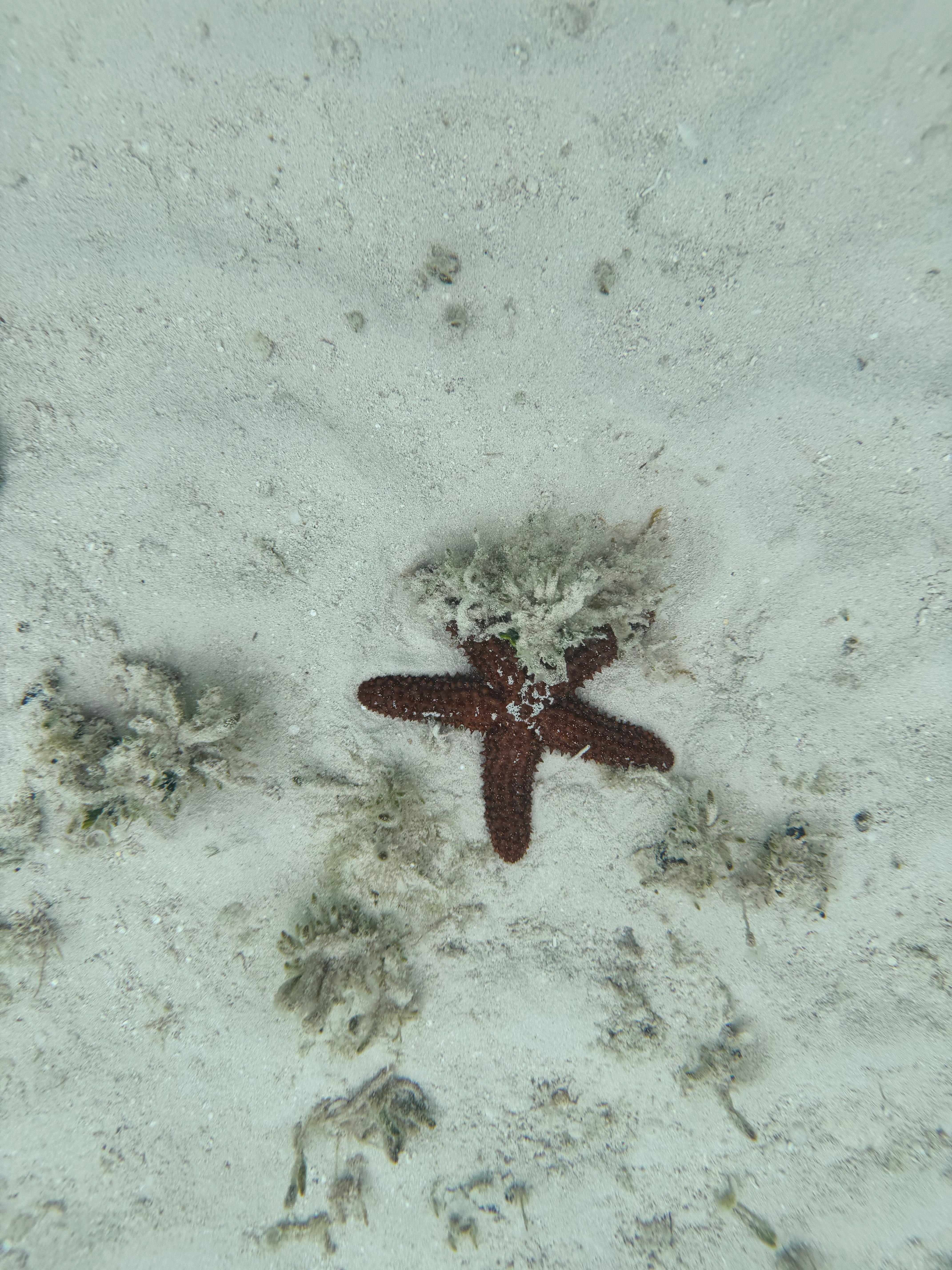 Found in shallow water steps from our villa. 