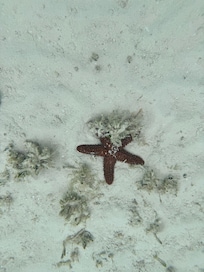 Found in shallow water steps from our villa.