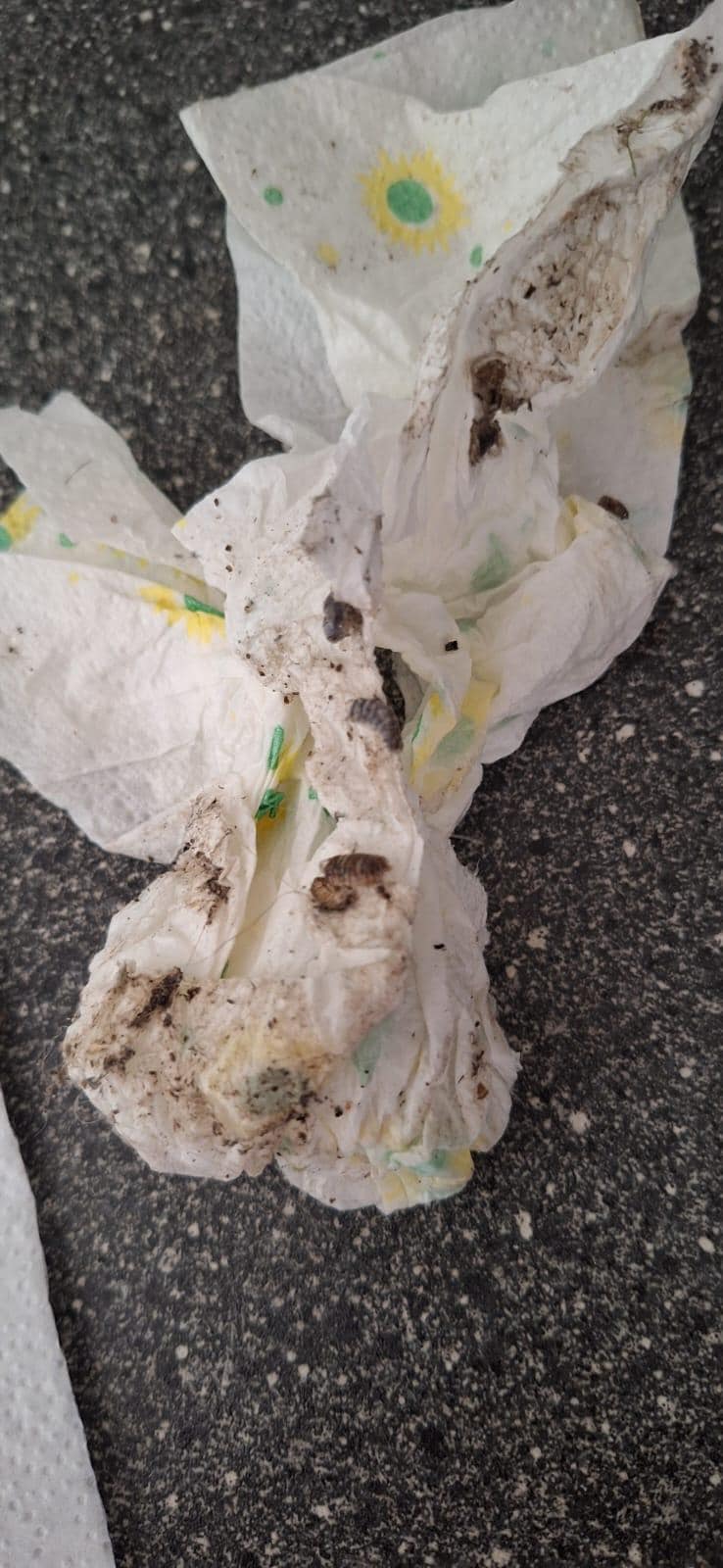 So war  die Sauberkeit 