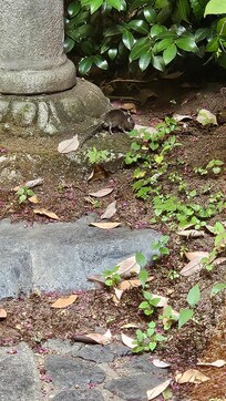 Mouse in the back garden coming out of the house