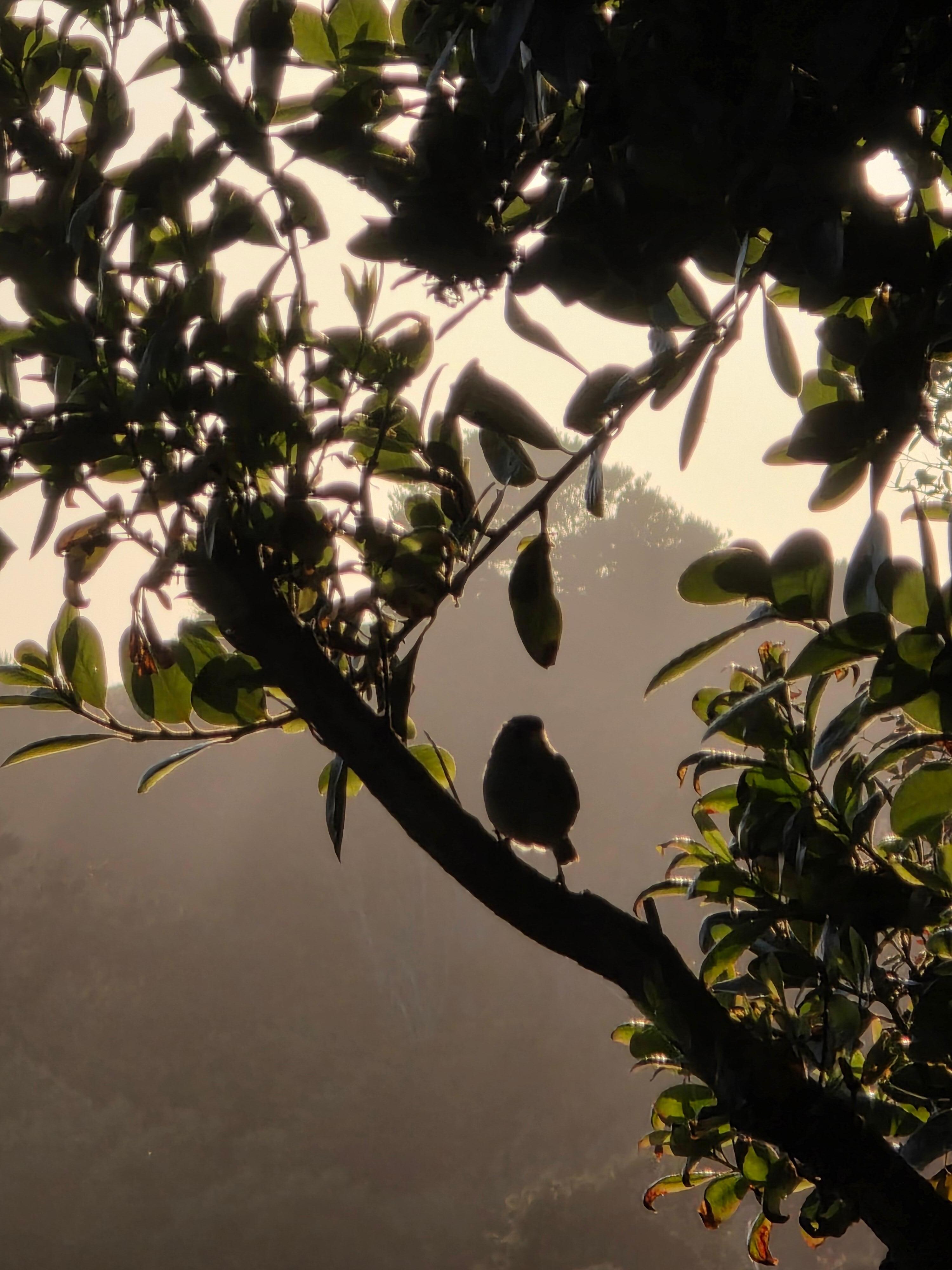 Hummingbirds, Hawks, Sparrows in abundance. 