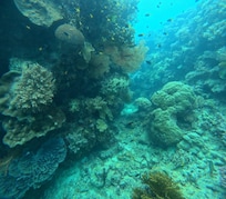 Snorkeling w Reef Adventures