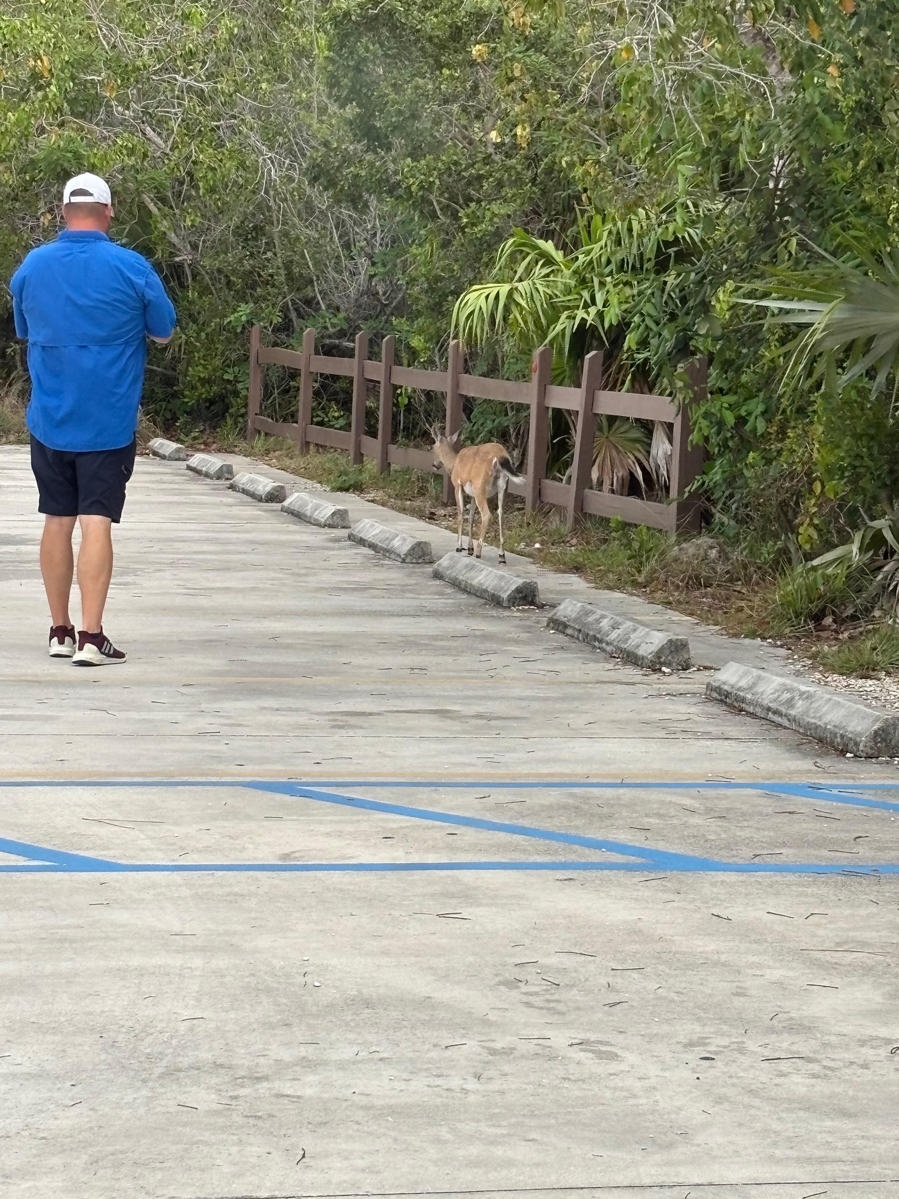 Key deer would walk up to you